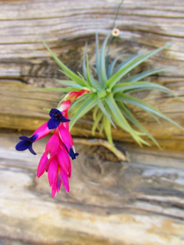 Tillandsia Aeranthos (Cây Không Khí Aeranthos)