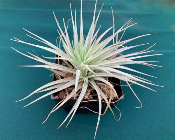 Tillandsia Aeranthos (Cây Không Khí Aeranthos)