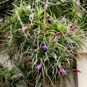 Tillandsia Aeranthos (Cây Không Khí Aeranthos)