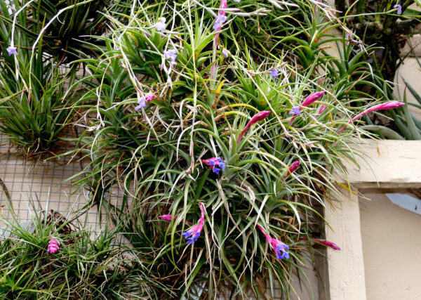 Tillandsia Aeranthos (Cây Không Khí Aeranthos)