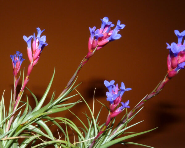 Tillandsia Aeranthos (Cây Không Khí Aeranthos)