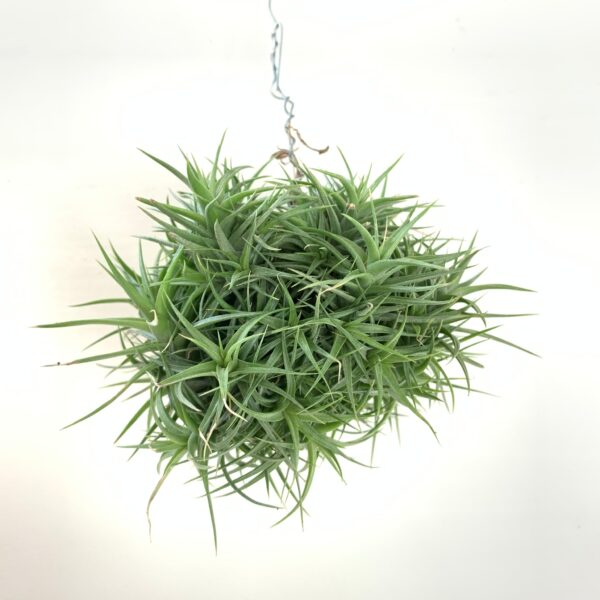 Tillandsia Aeranthos (Cây Không Khí Aeranthos)