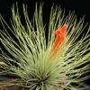 Tillandsia Andreana – Cây Không Khí Andreana