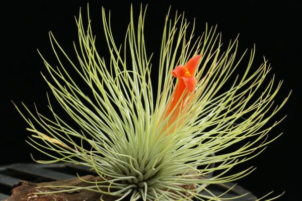 Tillandsia Andreana – Cây Không Khí Andreana