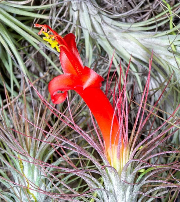 Tillandsia Andreana – Cây Không Khí Andreana