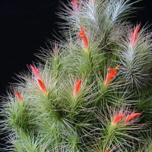 Tillandsia Andreana – Cây Không Khí Andreana