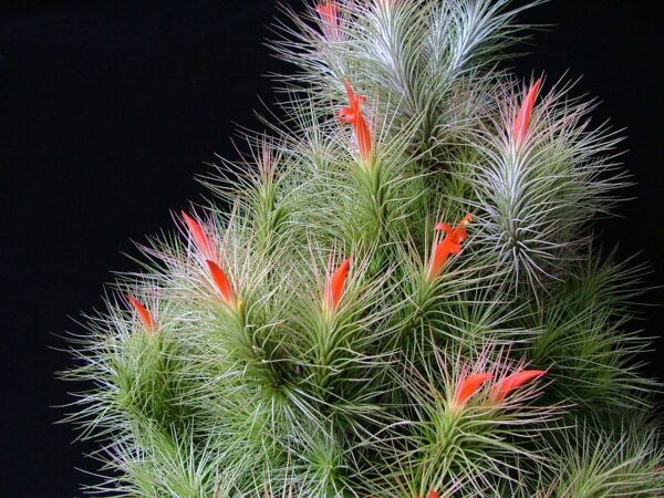 Tillandsia Andreana – Cây Không Khí Andreana