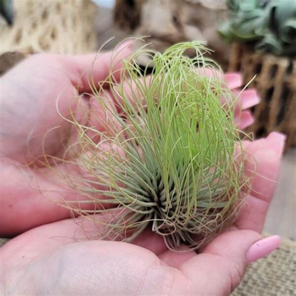 Tillandsia Andreana – Cây Không Khí Andreana