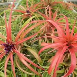 Tillandsia Brachycaulos (Cây Không Khí Brachycaulos)