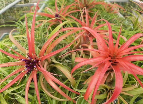 Tillandsia Brachycaulos (พืชอากาศ Brachycaulos)