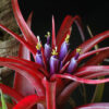Tillandsia Brachycaulos (Cây Không Khí Brachycaulos)