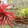 Tillandsia Brachycaulos (Cây Không Khí Brachycaulos)