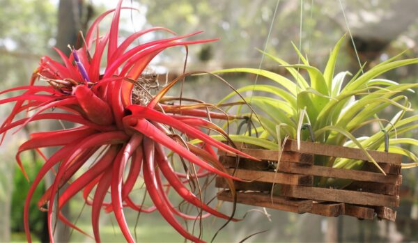 Tillandsia Brachycaulos (Cây Không Khí Brachycaulos)