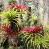 Tillandsia Brachycaulos (Cây Không Khí Brachycaulos)