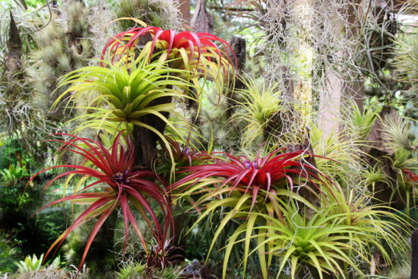 Tillandsia Brachycaulos (พืชอากาศ Brachycaulos)