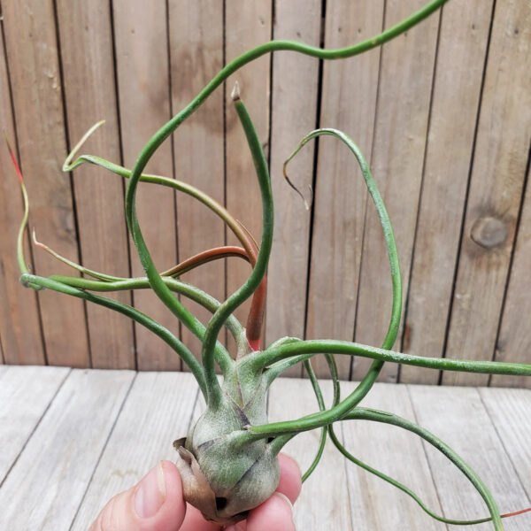 Tillandsia Bulbosa (Cây Không Khí Bulbosantha)