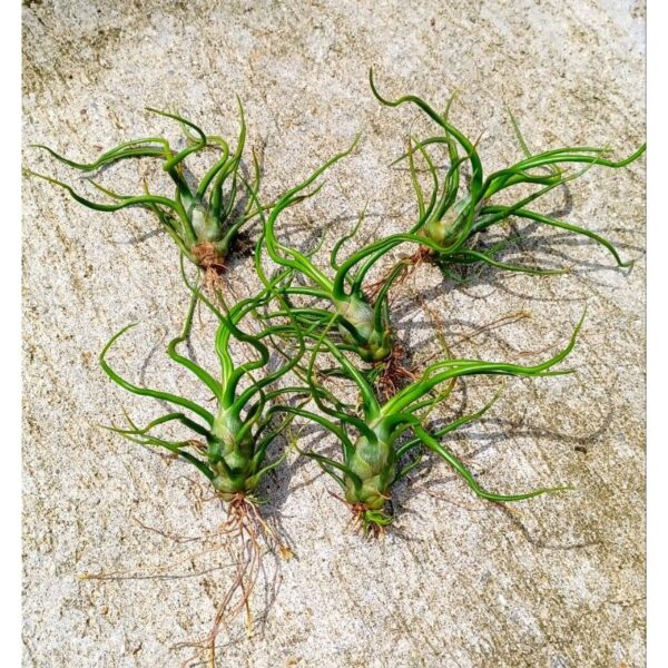 Tillandsia Bulbosa (Cây Không Khí Bulbosantha)