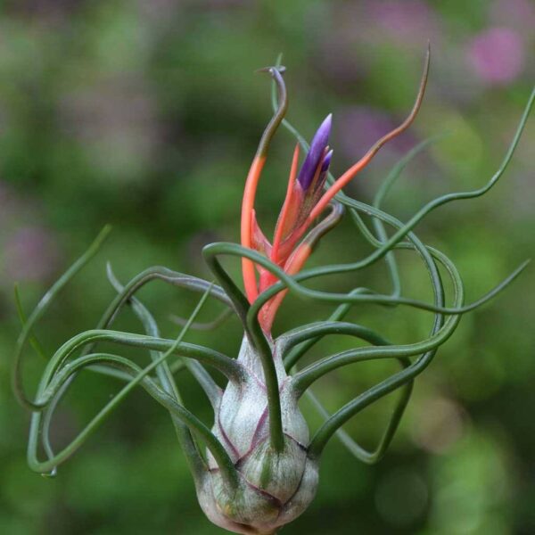 Tillandsia Bulbosa (Cây Không Khí Bulbosantha)