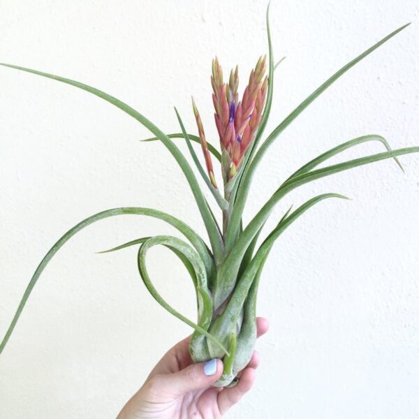 Tillandsia Caput-medusae (Cây Không Khí Đầu Medusa)