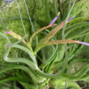 Tillandsia Caput-medusae (Cây Không Khí Đầu Medusa)