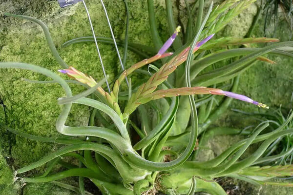 Tillandsia Caput-medusae (Cây Không Khí Đầu Medusa)