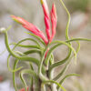 Tillandsia Caput-medusae (Cây Không Khí Đầu Medusa)