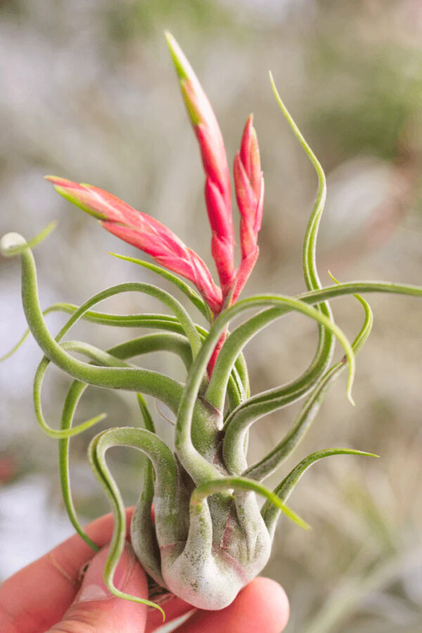 Tillandsia Caput-medusae (Cây Không Khí Đầu Medusa)