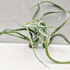 Tillandsia Caput-medusae (Cây Không Khí Đầu Medusa)