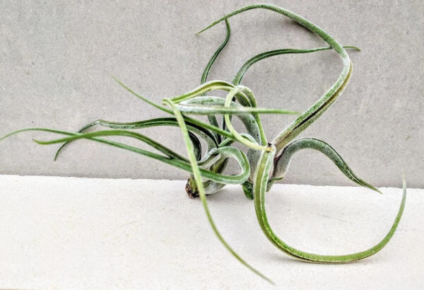 Tillandsia Caput-medusae (Cây Không Khí Đầu Medusa)