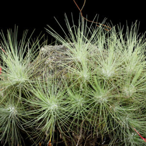 Tillandsia Fuchsii – Cây Không Khí Fuchsii