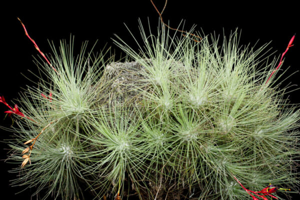 Tillandsia Fuchsii – Cây Không Khí Fuchsii