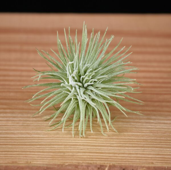 Tillandsia Fuchsii – Fuchsii Air Plant