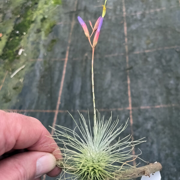 Tillandsia Fuchsii – Fuchsii Air Plant