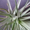 Tillandsia Stricta (Cây Không Khí Stricta)