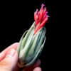 Tillandsia Stricta (Cây Không Khí Stricta)