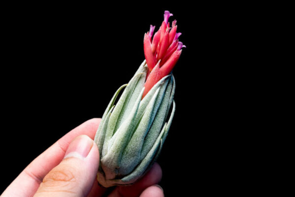 ทิลแลนด์เซีย สตริคต้า (Tillandsia Stricta)