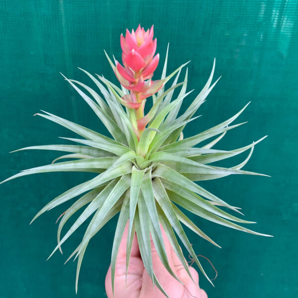 ทิลแลนด์เซีย สตริคต้า (Tillandsia Stricta)