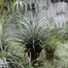 Tillandsia Stricta (Cây Không Khí Stricta)