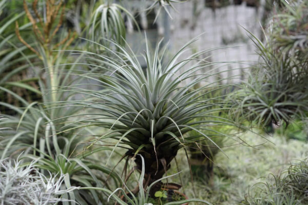 ทิลแลนด์เซีย สตริคต้า (Tillandsia Stricta)