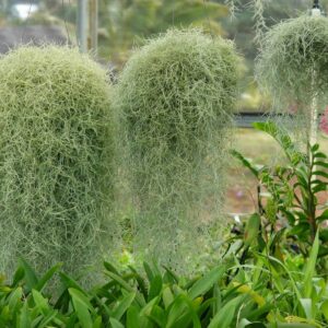 Tillandsia Usneoides (Rêu Tây Ban Nha)