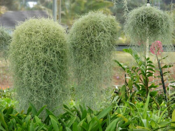 Tillandsia Usneoides (Spanish Moss)