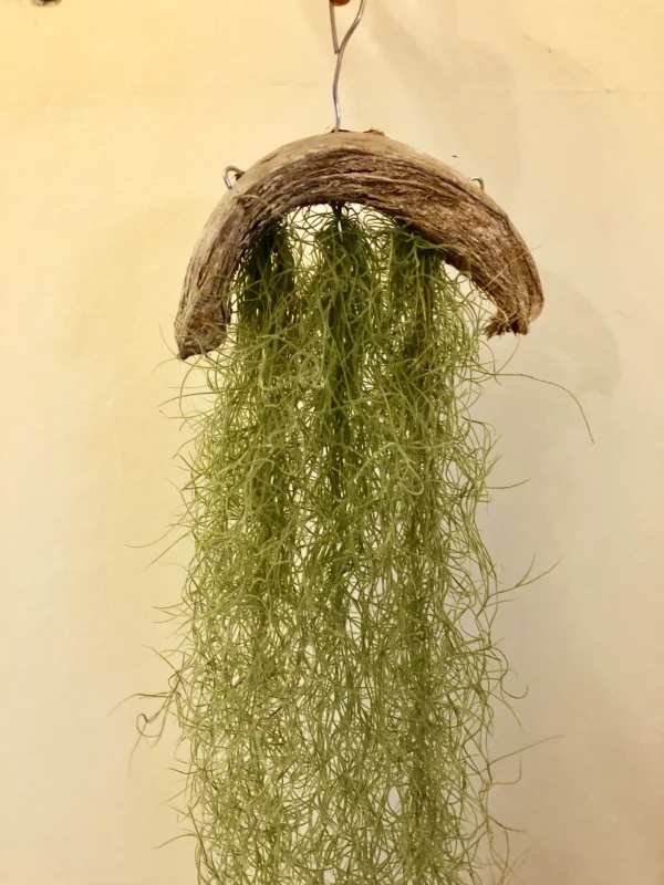 Tillandsia Usneoides (Rêu Tây Ban Nha)