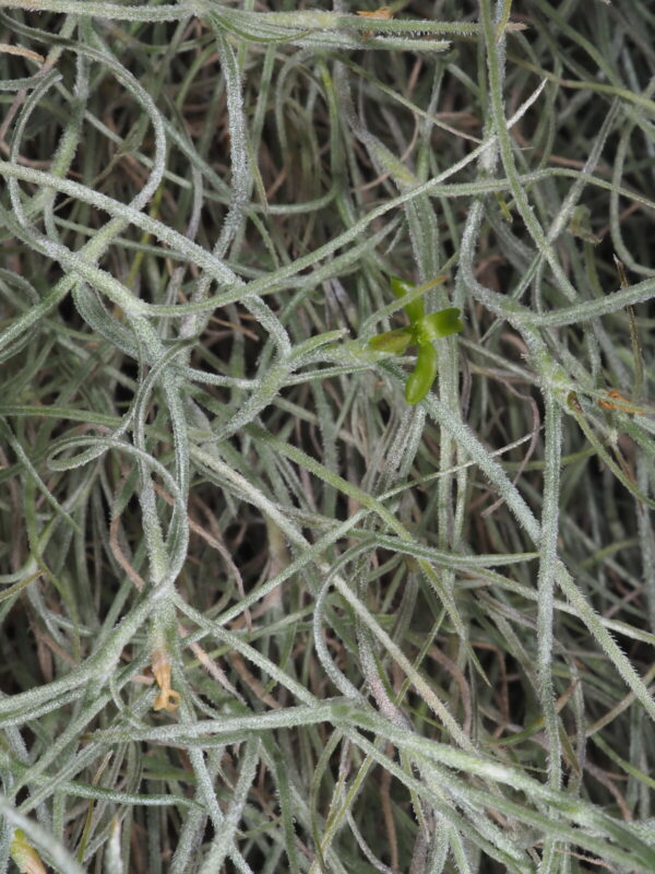 Tillandsia Usneoides (Rêu Tây Ban Nha)