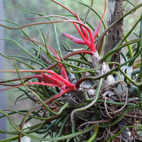 Tillandsia Bulbosa (Cây Không Khí Bulbosantha)