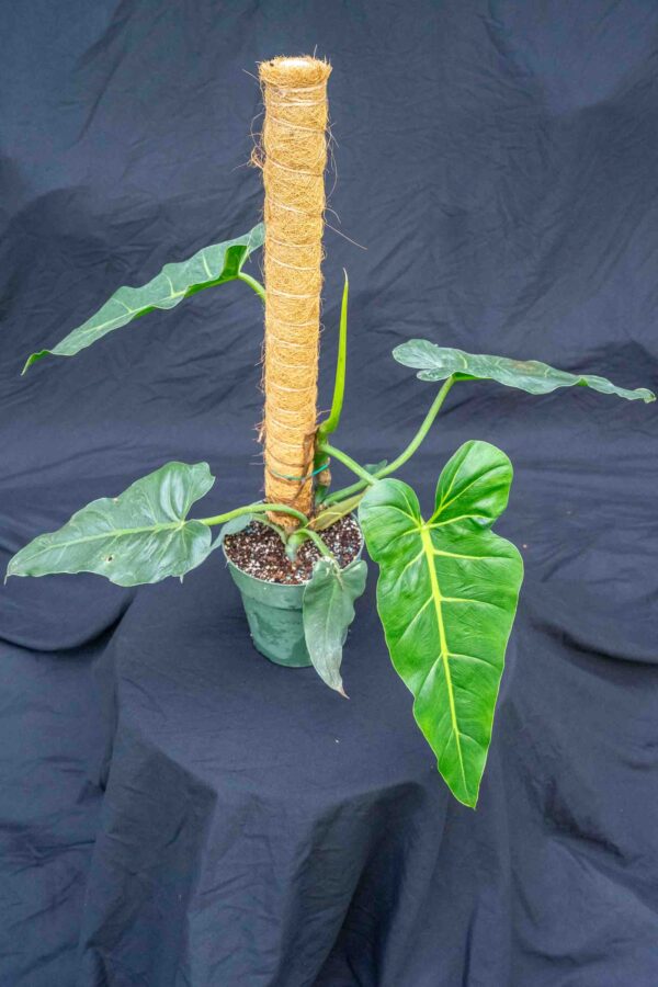 philodendron-maximum