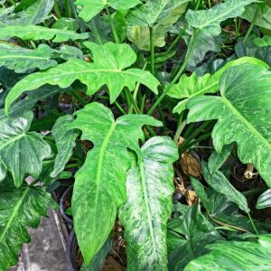 Philodendron Lime Fiddle