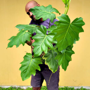 Philodendron Radiatum