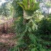 Platycerium Wandae High Finger (Ppore)