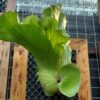 Platycerium Wandae High Finger (Ppore)