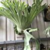 Platycerium Wandae High Finger (Ppore)